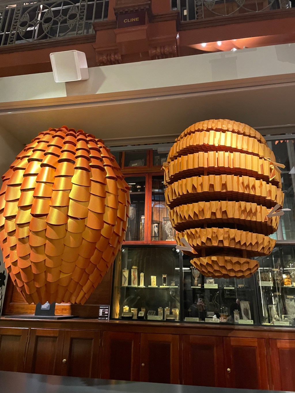 🐝Why (environmental) lawyers should love wasps&nbsp;🐝